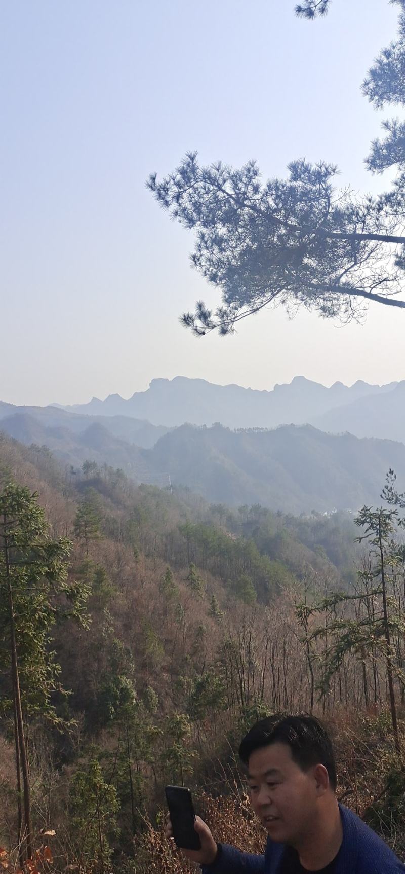 低价大量出售天麻种，颗颗精挑细选，品质保证，欢迎抢购……