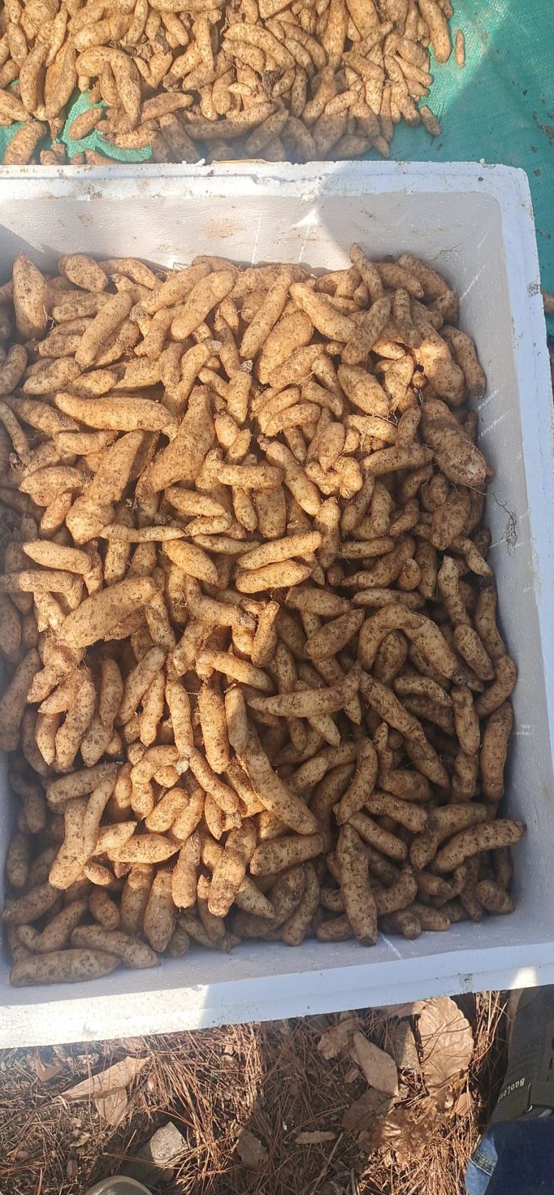 低价大量出售天麻种，颗颗精挑细选，品质保证，欢迎抢购……