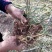 麦冬草细叶中叶麦冬草山东麦冬草北方麦冬草