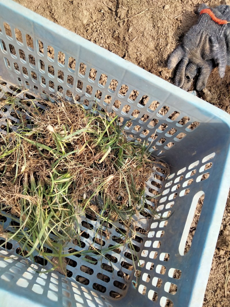 麦冬草细叶中叶麦冬草山东麦冬草北方麦冬草