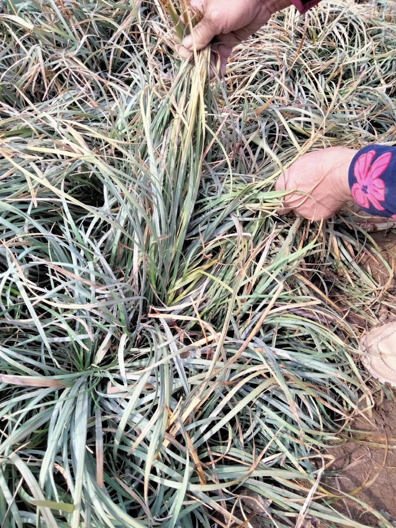 麦冬草细叶中叶麦冬草山东麦冬草北方麦冬草