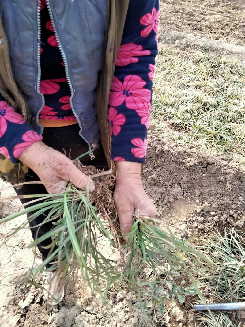 麦冬草细叶中叶麦冬草山东麦冬草北方麦冬草