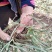 麦冬草细叶中叶麦冬草山东麦冬草北方麦冬草