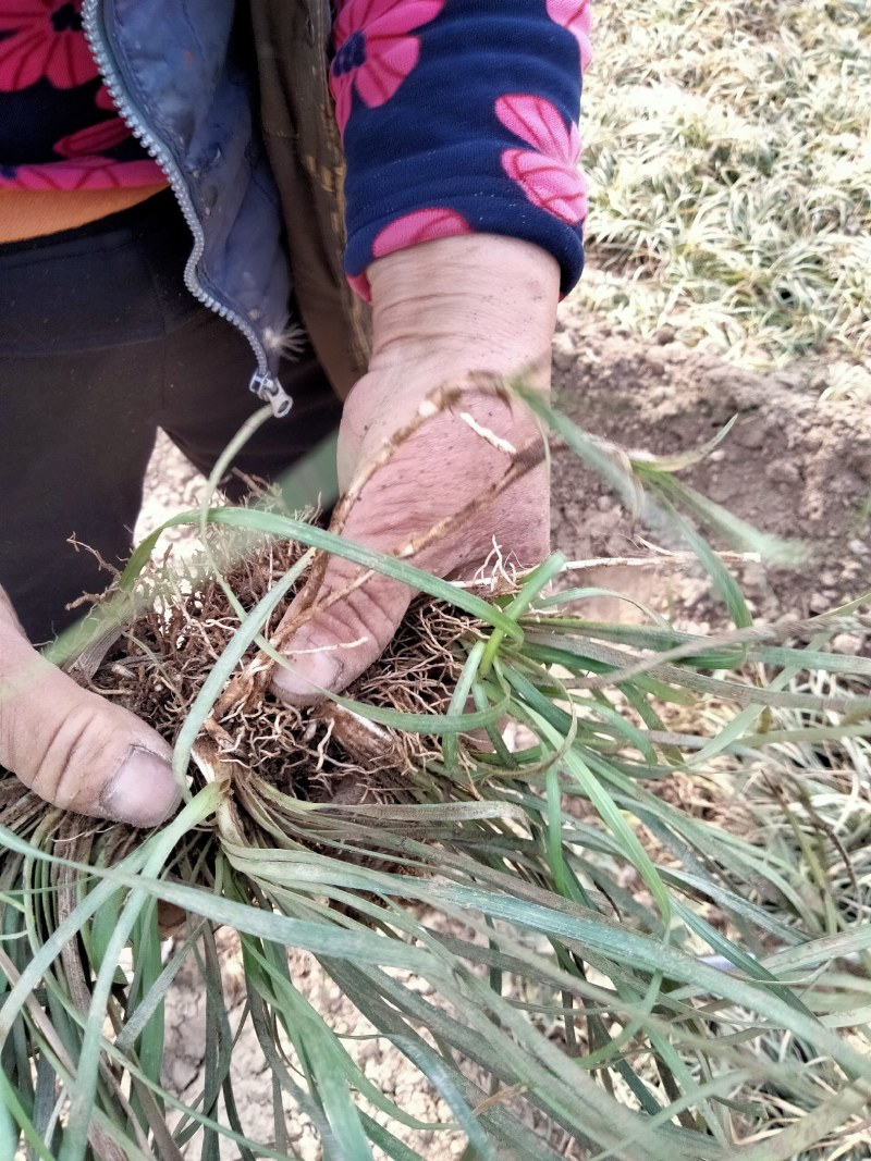 麦冬草细叶中叶麦冬草山东麦冬草北方麦冬草