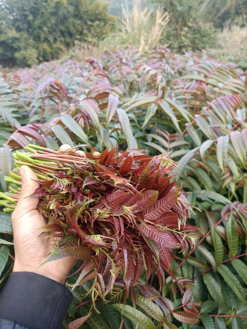 红油香椿苗四季红油香椿苗大量上市，产地直销量大优惠。