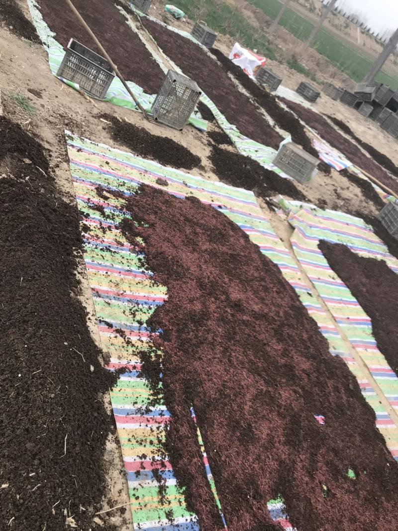太平蚯蚓种苗蚯蚓种苗包回收欢迎前来咨询考察！