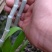 野生铁皮石斛量小先订购