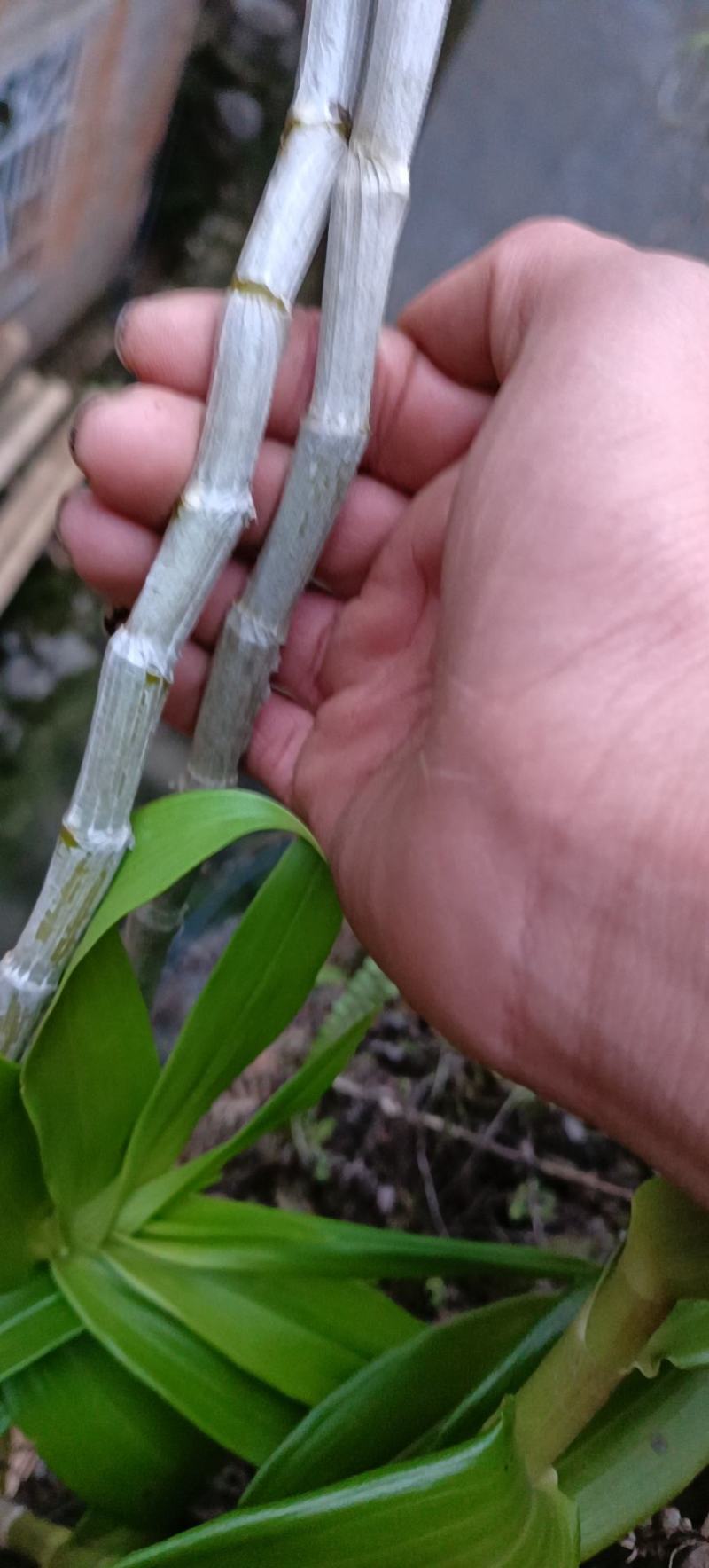 野生铁皮石斛量小先订购