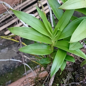 野生铁皮石斛量小先订购