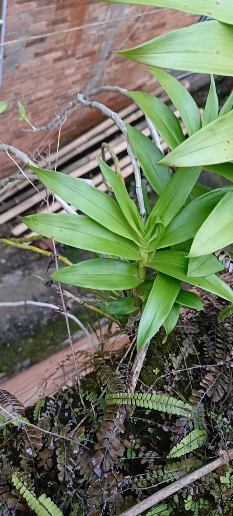 野生铁皮石斛量小先订购