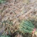 陕西省大荔县朝邑镇沙底露天红根蒜苗产地直销