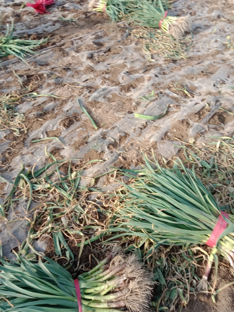 陕西省大荔县朝邑镇沙底露天红根蒜苗产地直销