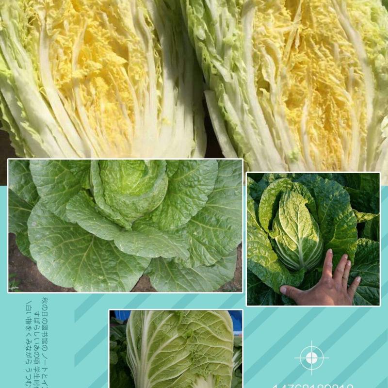 兰陵县精品大白菜大量上市