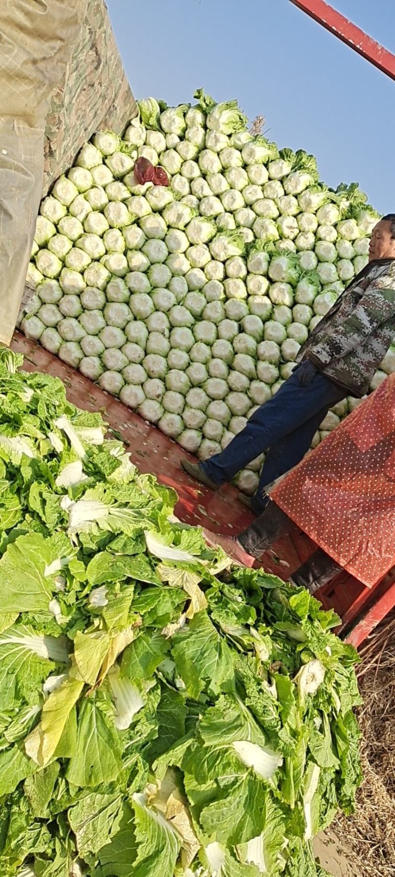 兰陵县精品大白菜大量上市