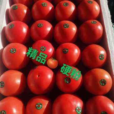 精品硬粉西红柿