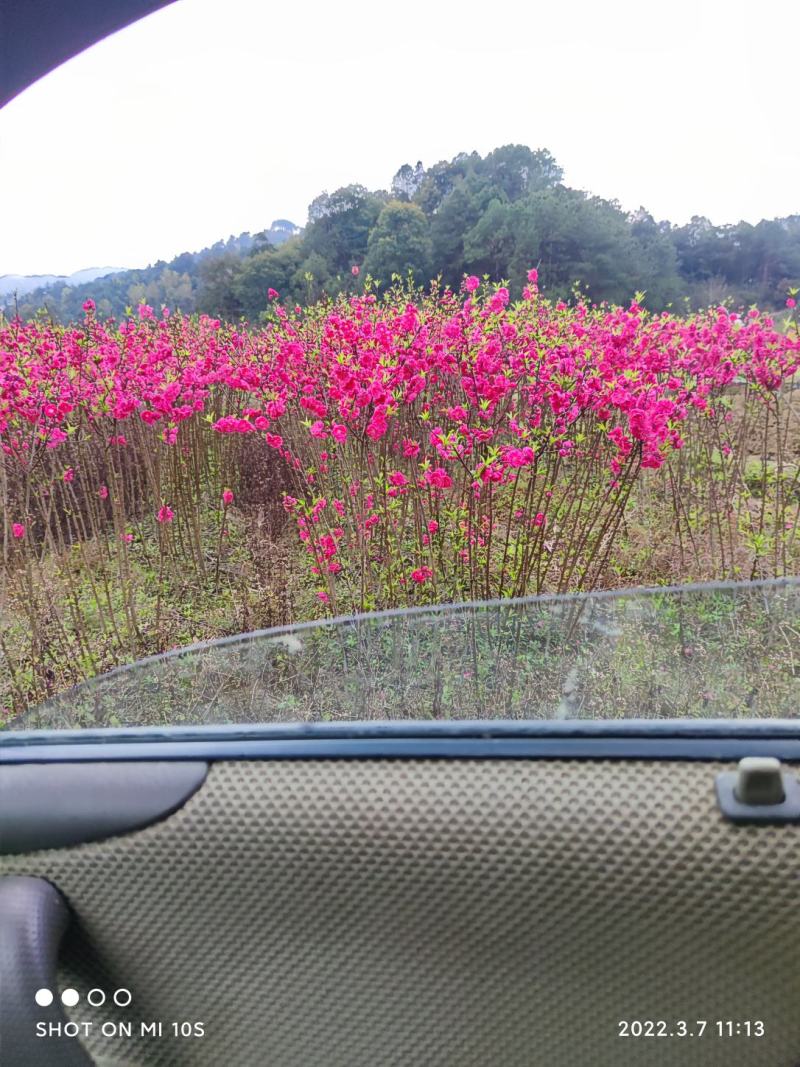 农户自产自销桃花苗一级苗欢迎有需要的老板来电骚扰