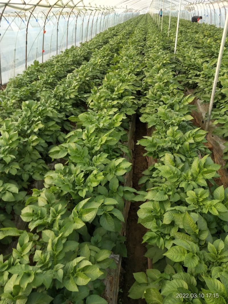 肥城大棚荷兰十五土豆大量上市，货源充足，品质保证，全国发