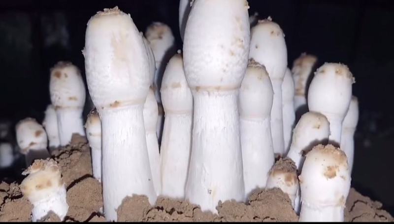 鸡腿菇菌种栽培种原种