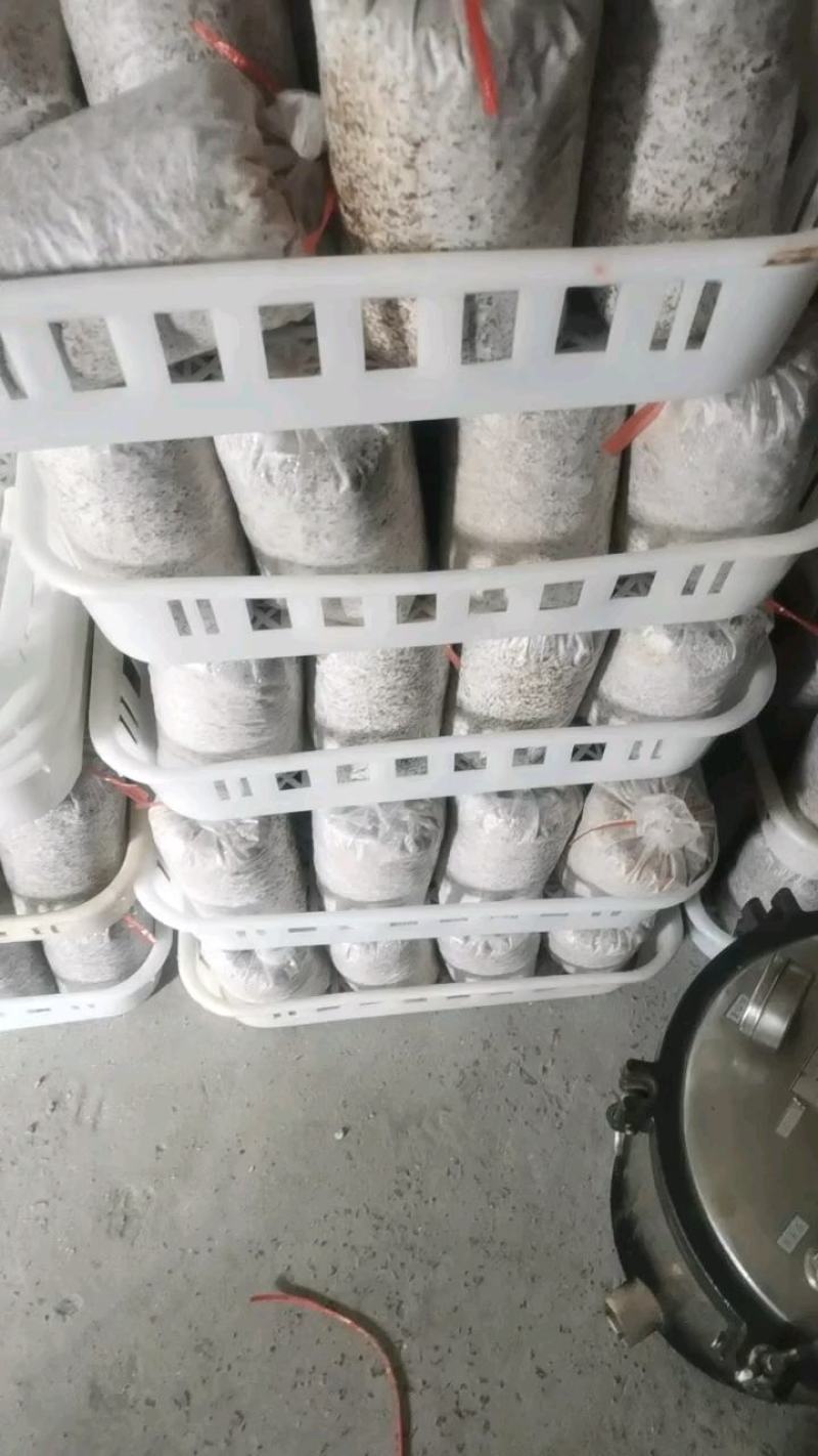 鸡腿菇菌种栽培种原种