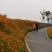 绿化景观花卉，道路绿化花卉，组合花卉让世界充满爱色彩