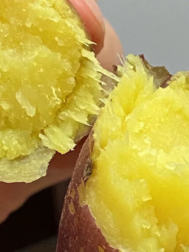 脱毒原种玛莎莉红薯苗，一手货源，基地直供，可现场看货