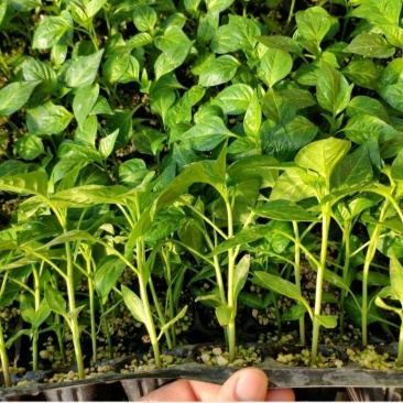 2025辣椒种苗，艳红菜椒苗壮105穴
