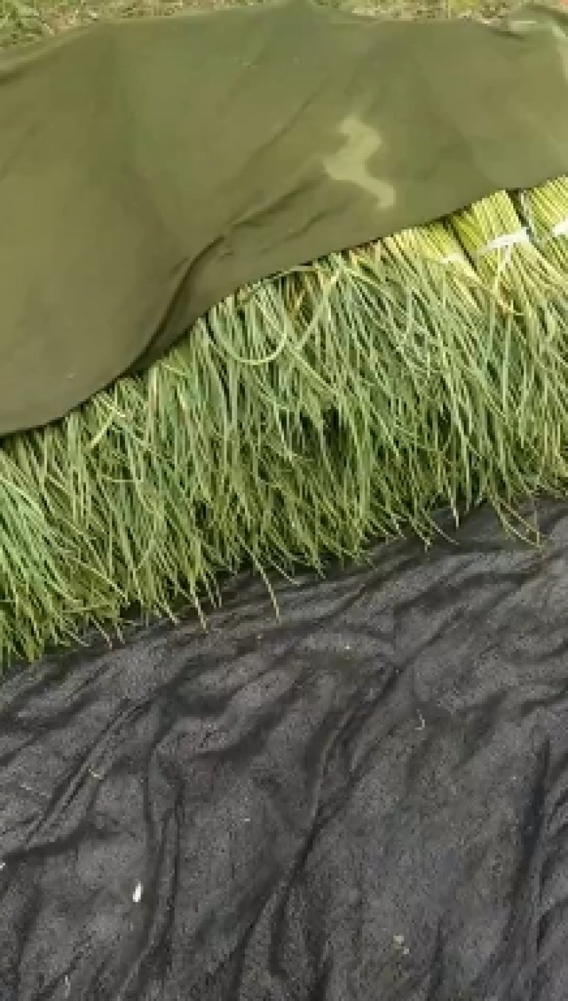 柘城蒜苔大量现货一手货源超市电，可食用六十公分色好货多，