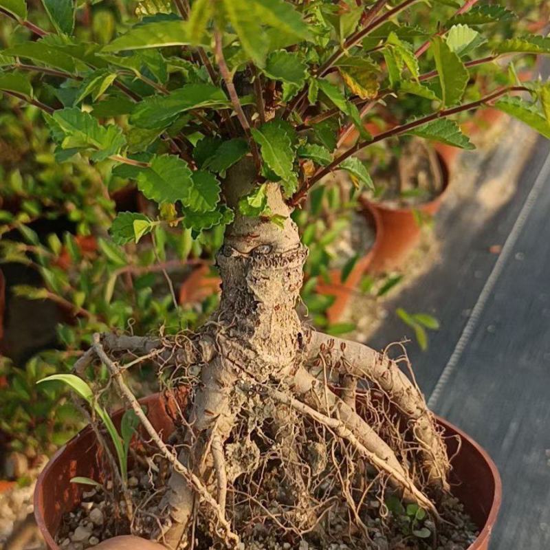提根榆树，大量出售，六月雪胡椒木罗汉松，基地直销