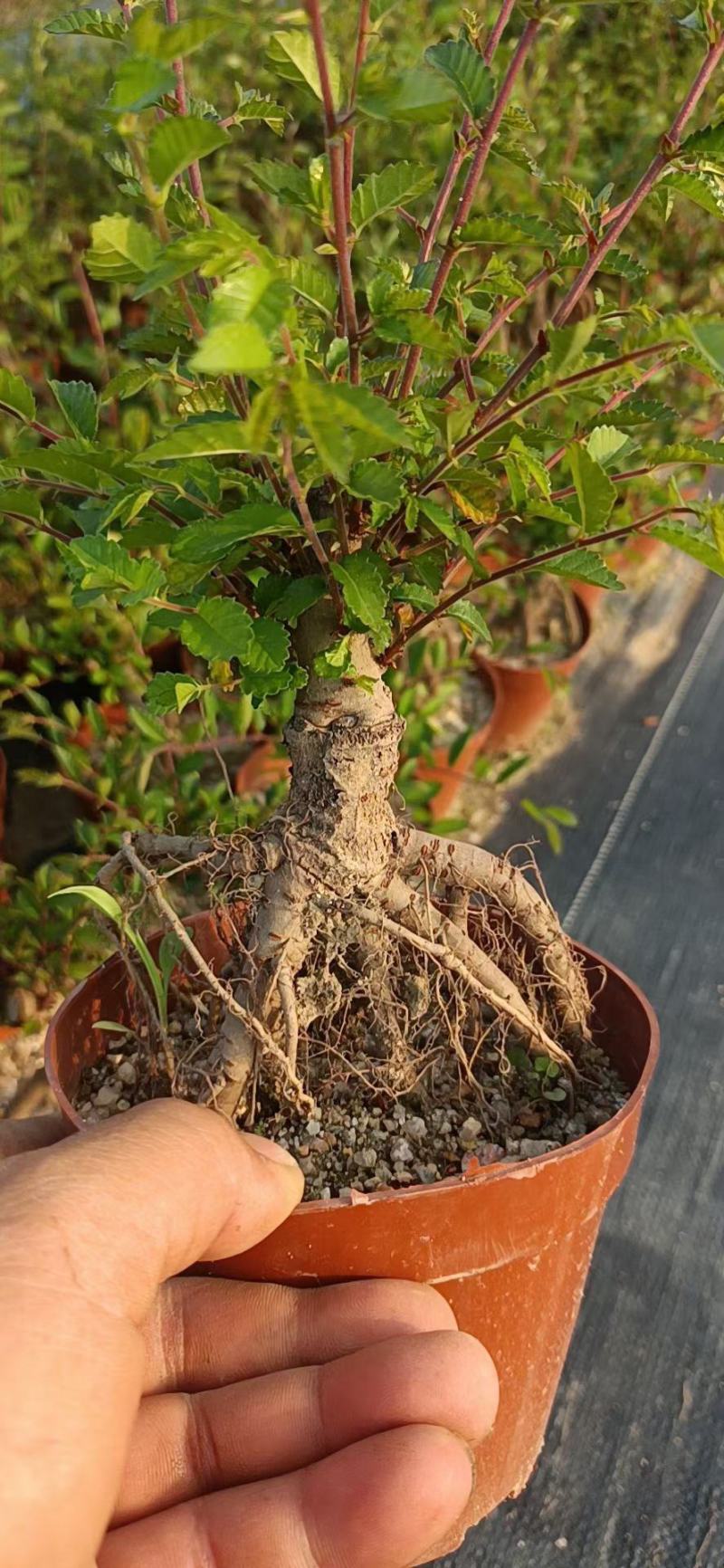 提根榆树，大量出售，六月雪胡椒木罗汉松，基地直销