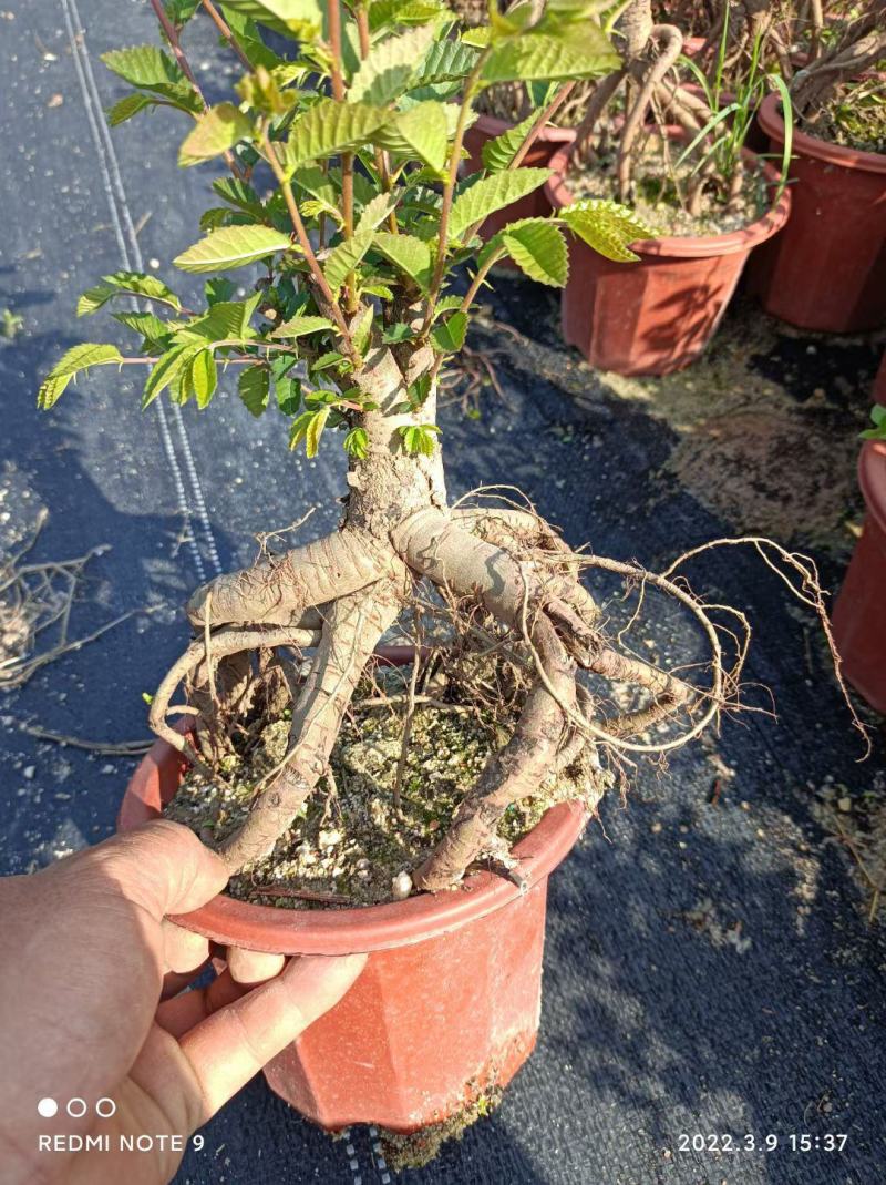 提根榆树，大量出售，六月雪胡椒木罗汉松，基地直销