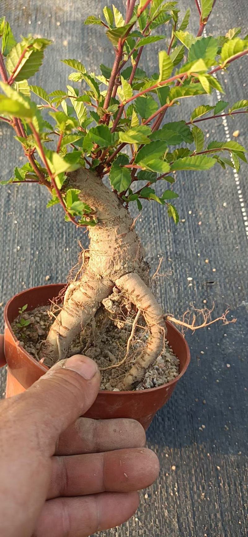 提根榆树，大量出售，六月雪胡椒木罗汉松，基地直销