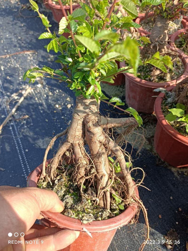 提根榆树，大量出售，六月雪胡椒木罗汉松，基地直销