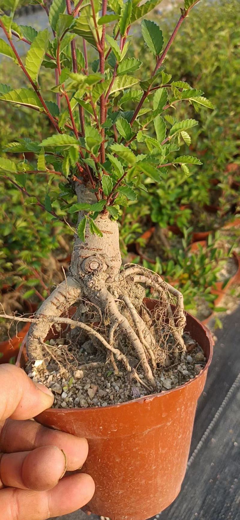 提根榆树，大量出售，六月雪胡椒木罗汉松，基地直销