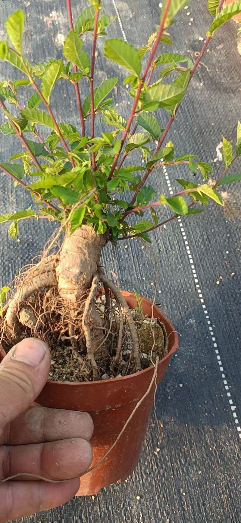 提根榆树，大量出售，六月雪胡椒木罗汉松，基地直销
