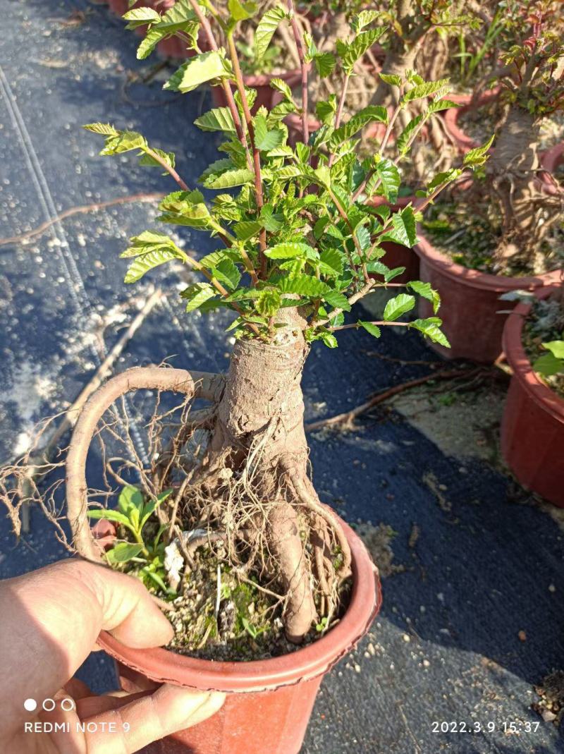提根榆树，大量出售，六月雪胡椒木罗汉松，基地直销