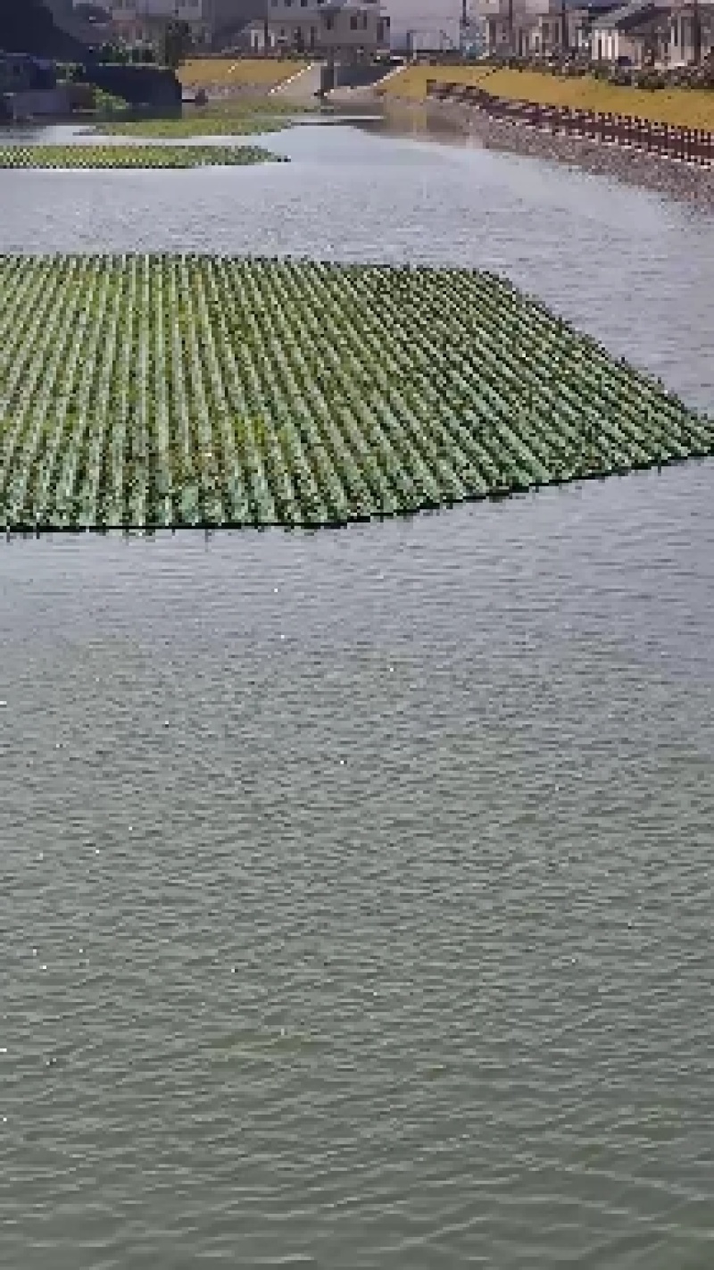 浮岛，人工浮岛，生态浮床，生物浮岛，生物净化水质！