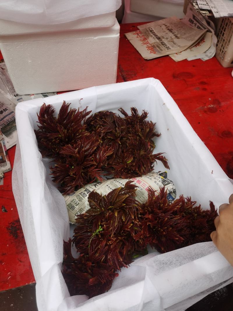 红香椿芽