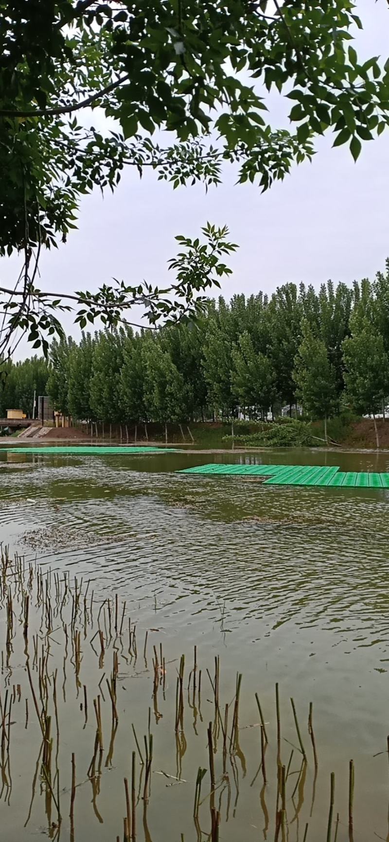 浮岛，人工浮岛，生态浮床，生物浮岛，生物净化水质！