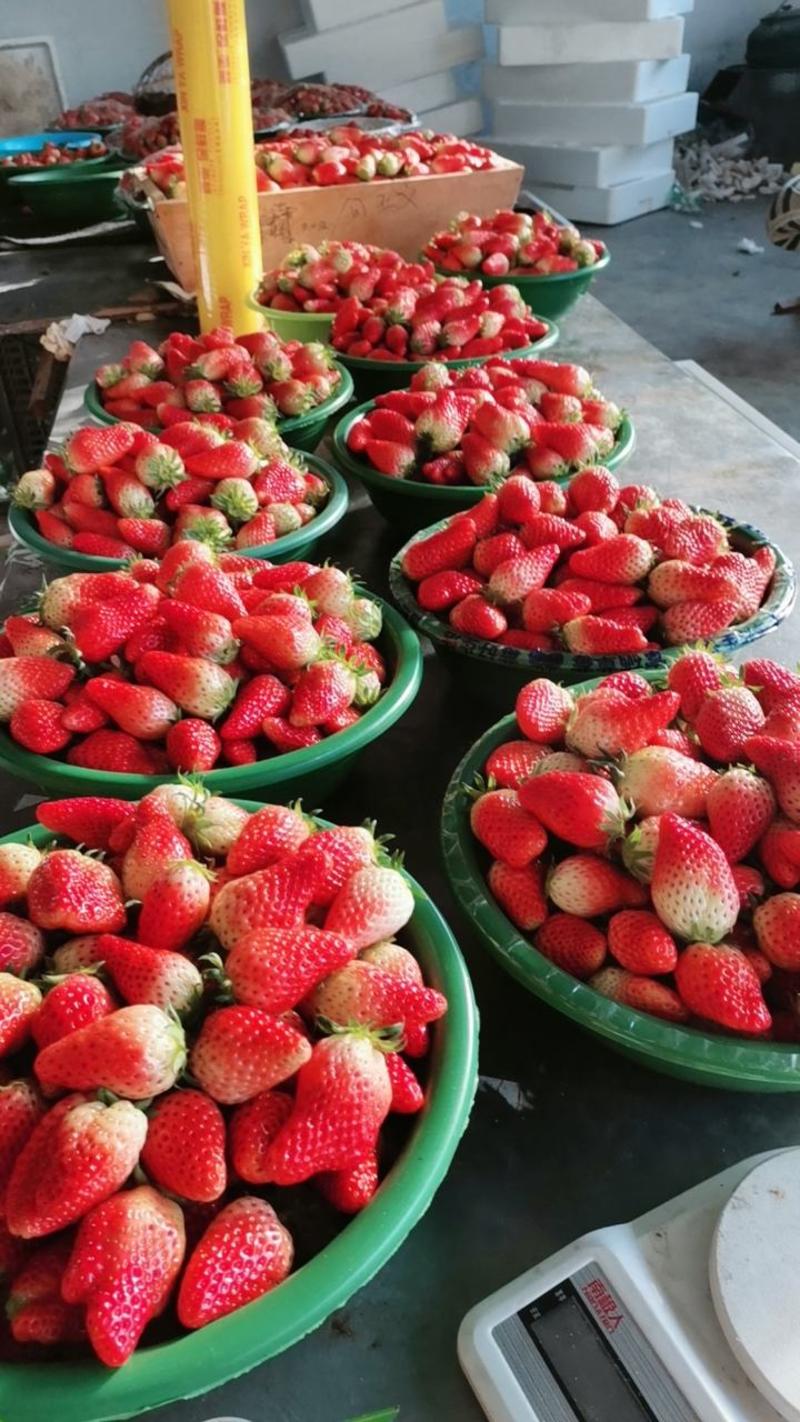 山东淄博沂源甜宝草莓大量现货，价格便宜，质量好，硬度高。