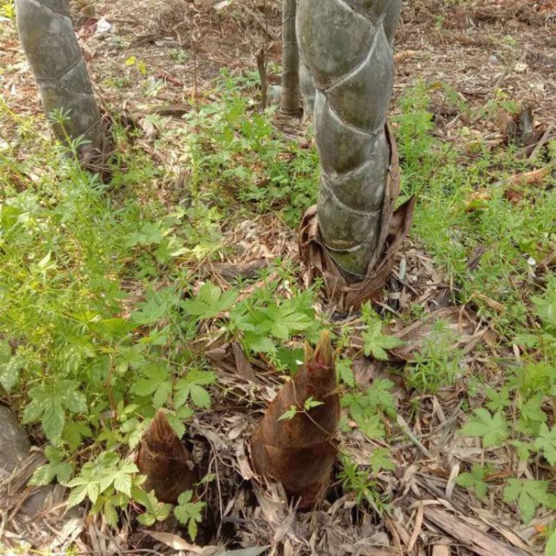 四季常青庭院植物别墅地栽竹子苗龟甲竹龟背龙鳞竹罗汉竹珍贵