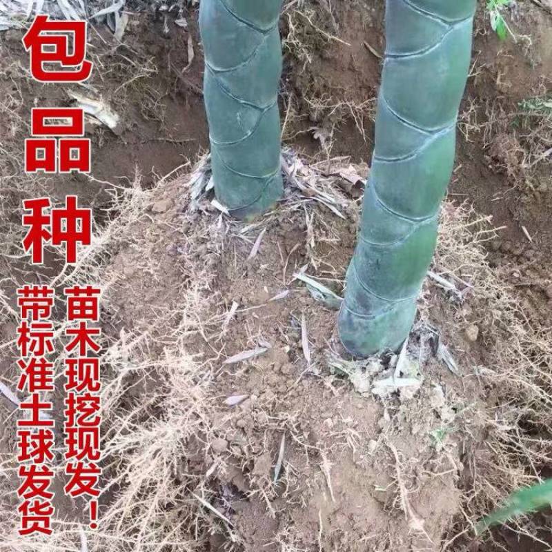 四季常青庭院植物别墅地栽竹子苗龟甲竹龟背龙鳞竹罗汉竹珍贵