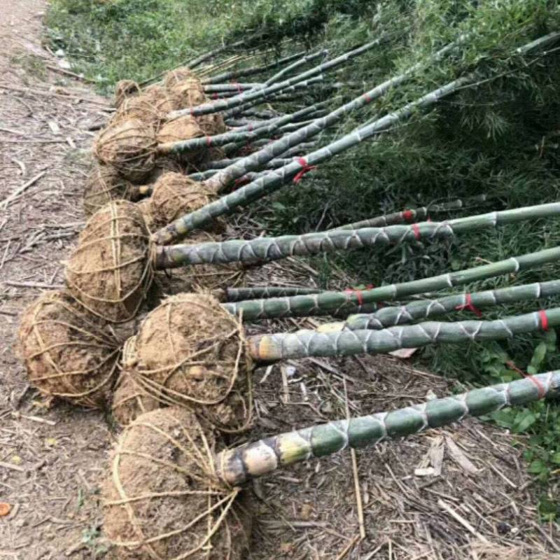 四季常青庭院植物别墅地栽竹子苗龟甲竹龟背龙鳞竹罗汉竹珍贵