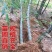 四季常青庭院植物别墅地栽竹子苗龟甲竹龟背龙鳞竹罗汉竹珍贵