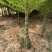 四季常青庭院植物别墅地栽竹子苗龟甲竹龟背龙鳞竹罗汉竹珍贵