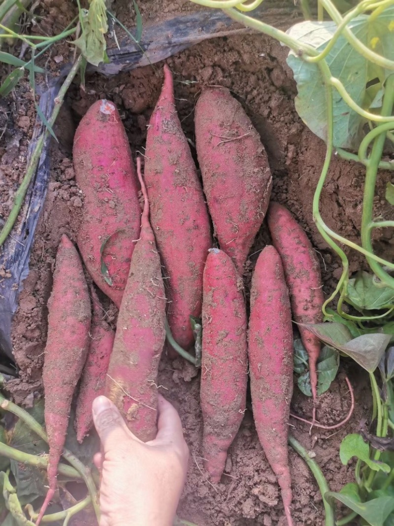 编号陌74西瓜红薯基地供应，陌武果蔬驿站！