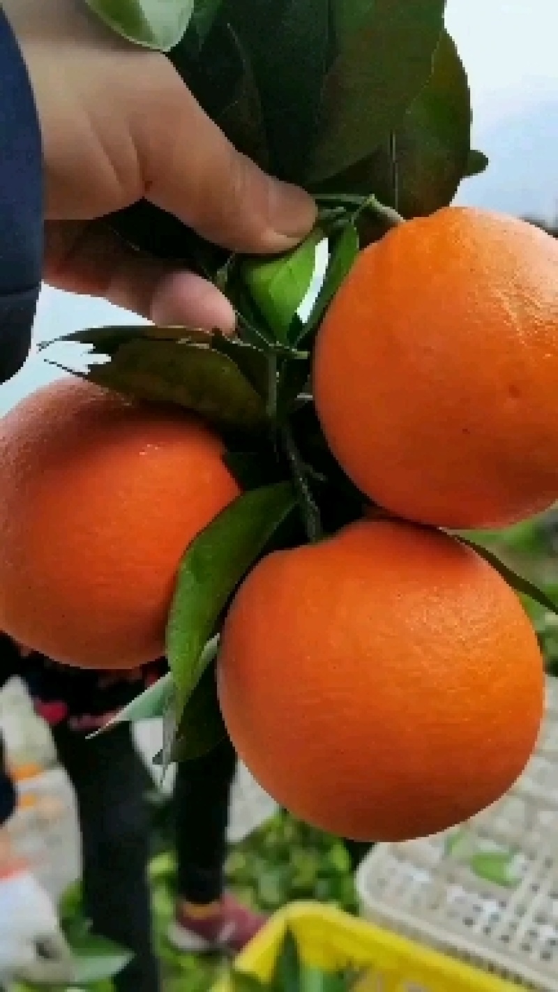 【热卖推荐】精品宜昌脐橙口味纯正，现货产地直发欢迎选购