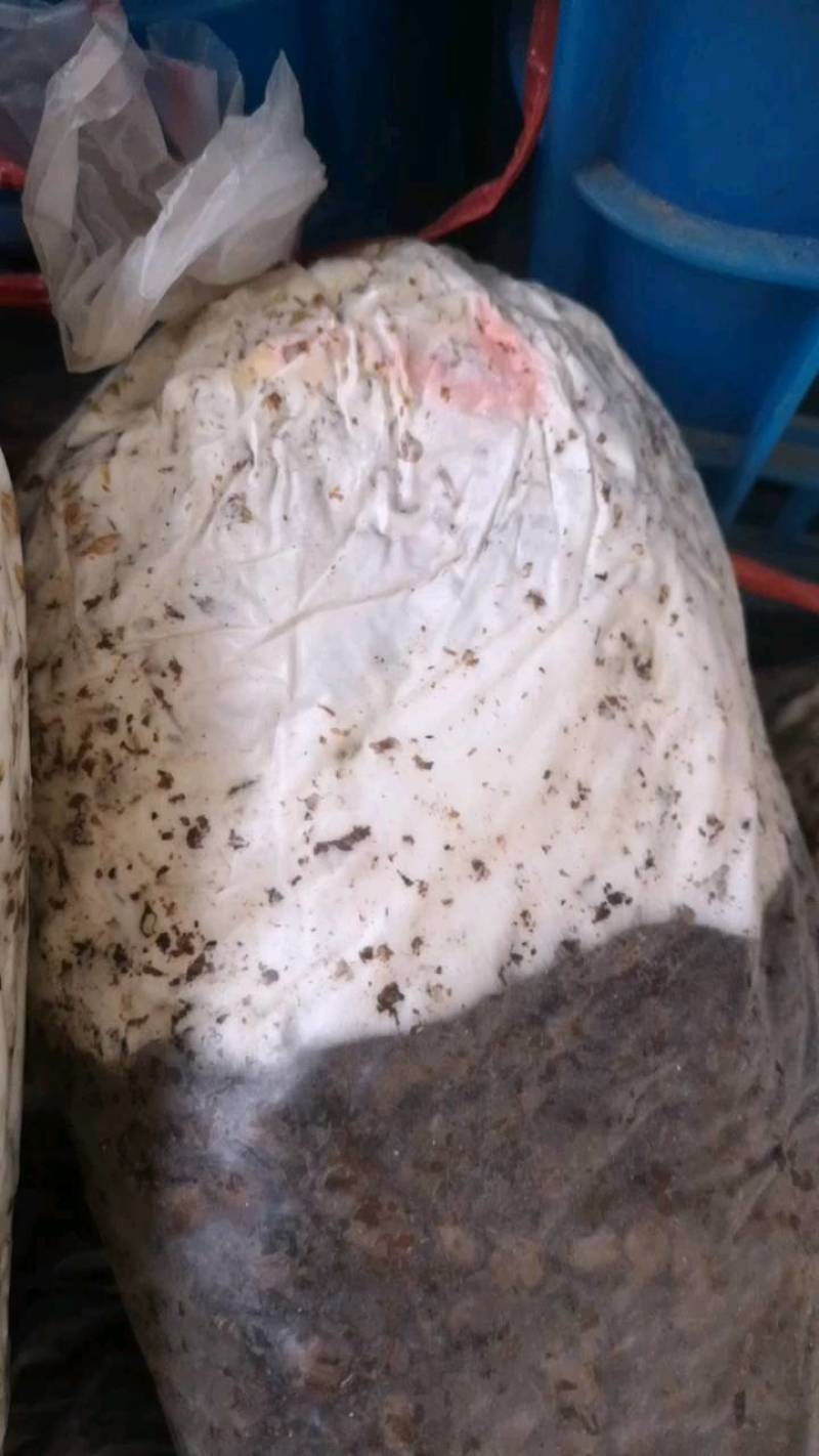 平菇三级栽培种，灰黑色，广温型，抗病能力强，产量高，