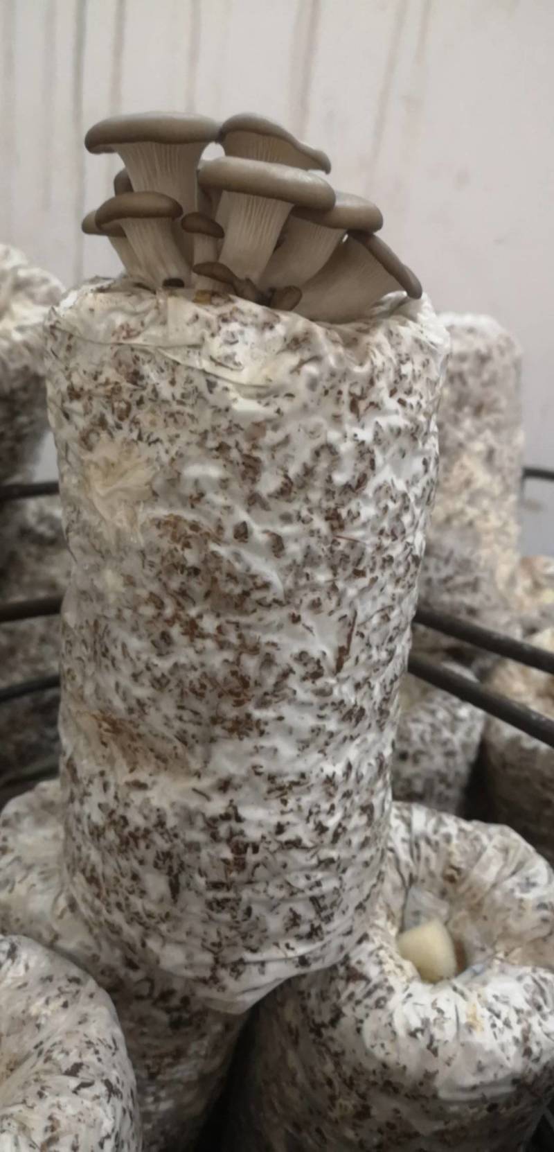 平菇三级栽培种，灰黑色，广温型，抗病能力强，产量高，