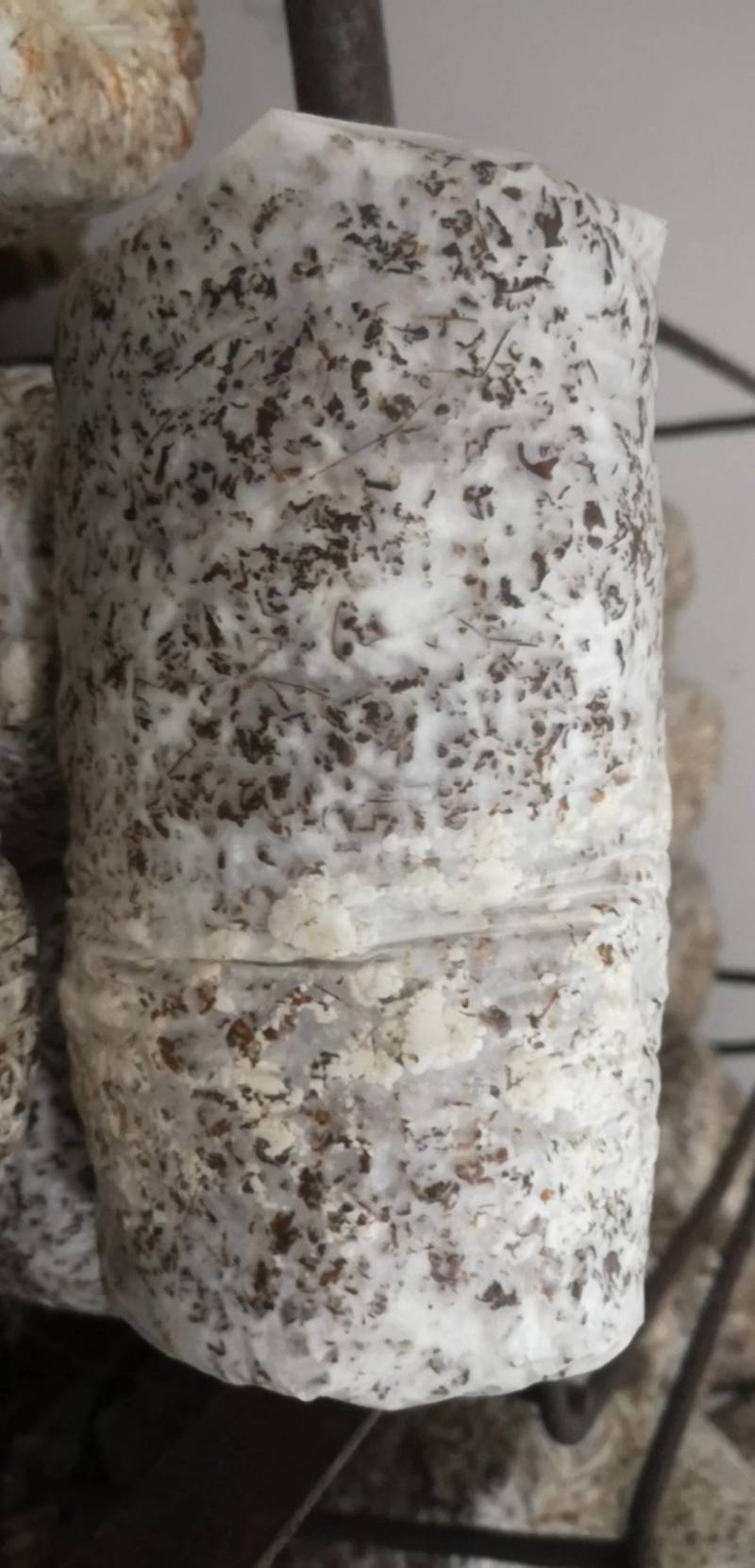 平菇三级栽培种，灰黑色，广温型，抗病能力强，产量高，