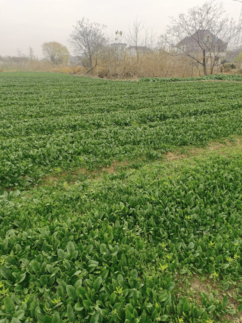 精品南通本直立小波菜，大叶菠菜趴地菠菜，可持续性供货，